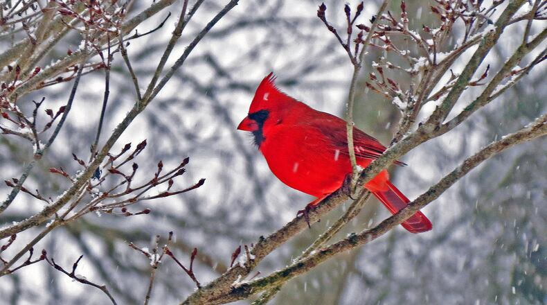 A bright red Northern cardinal pictured against a snowy background is a prime symbol of the holiday season. (Courtesy of Mary Ellen St. John/Creative Commons)