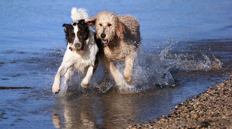 A dog is seen on viral video saving another canine from drowning (not pictured). (Photo by Bruce Bennett/Getty Images)