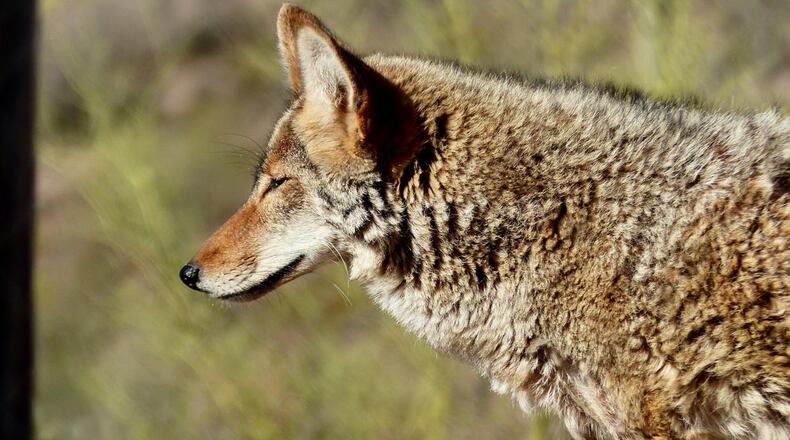 A coyote managed to find its way into the men's bathroom at Nashville's Music City Center on Sunday night.