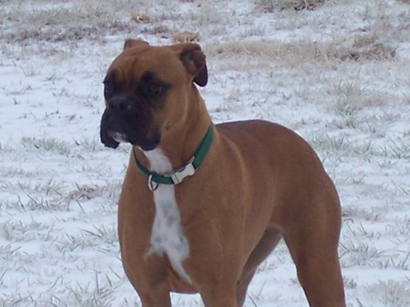 Atlanta's Top Dogs: 5. Boxers