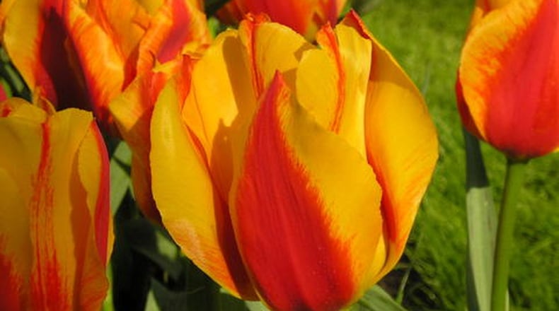 Plant the tulip bulbs in fall and enjoy the flowers in spring. Contributed by Walter Reeves