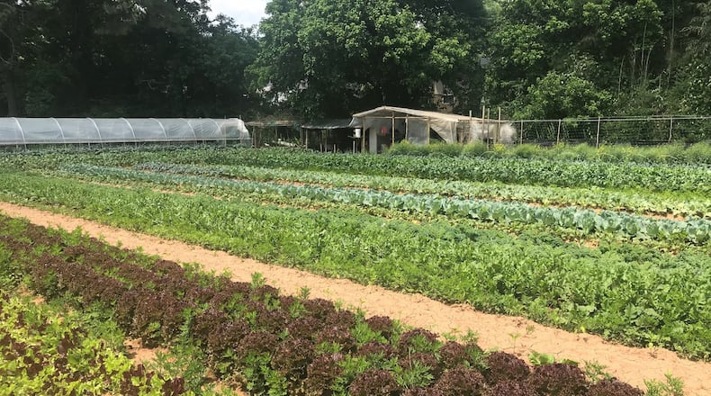 Bamboo Creek Farm in Stone Mountain is lush with vegetables, yet the produce is not marketable, because of food safety issues after a late April flood left the crops in 10 inches of standing water. LIGAYA FIGUERAS / LFIGUERAS@AJC.COM