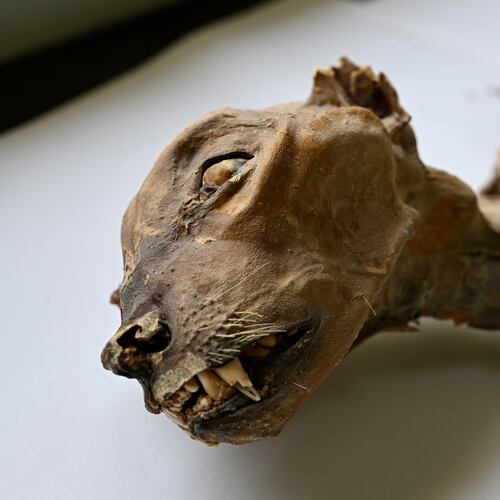 This undated image provided by Communications Earth and Environment shows the mummified remains of a cheetah. (Ahmed Boug/Communications Earth and Environment via AP)