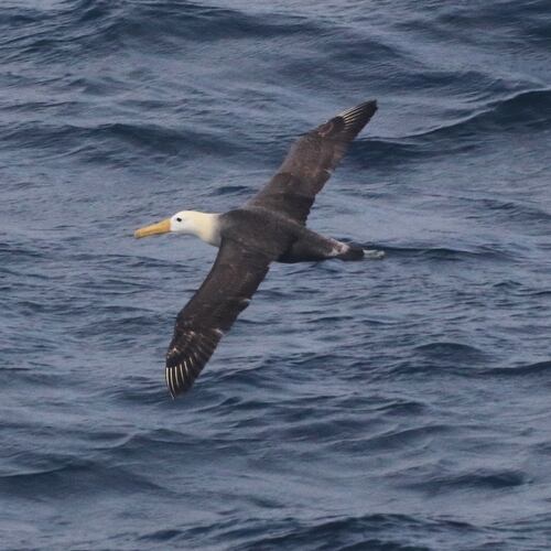 This photo provided by Melody Baran shows a rare waved albatross spotted off the coast of Point Piedras Blancas, Calif., on Friday, Jan. 23, 2026. (Melody Baran/University of California, San Diego-Scripps Institution of Oceanography via AP)