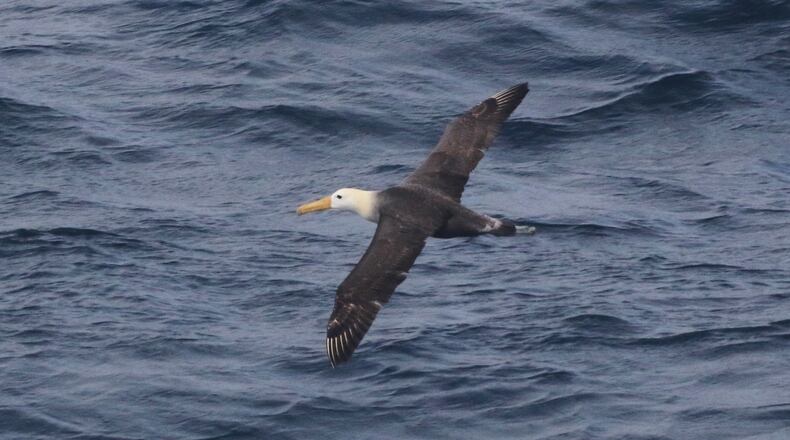 This photo provided by Melody Baran shows a rare waved albatross spotted off the coast of Point Piedras Blancas, Calif., on Friday, Jan. 23, 2026. (Melody Baran/University of California, San Diego-Scripps Institution of Oceanography via AP)