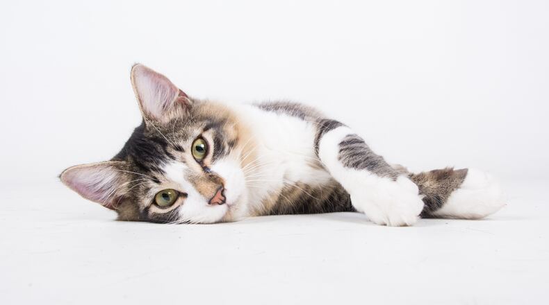 Lifeline operates shelters throughout metro Atlanta.