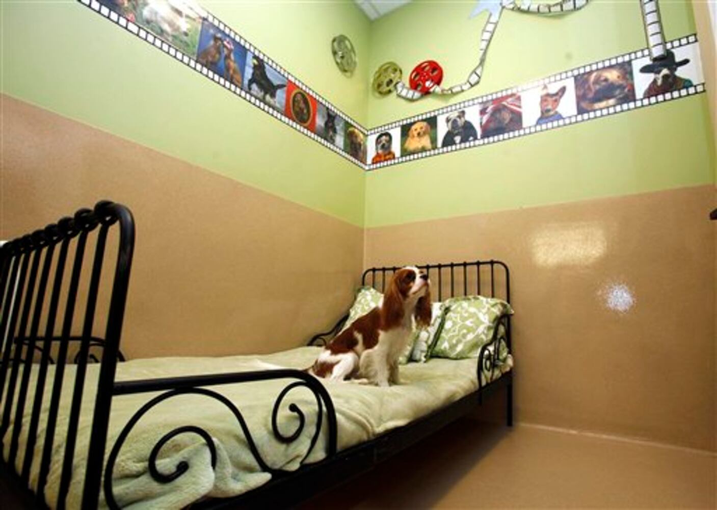 Holiday pet boarding