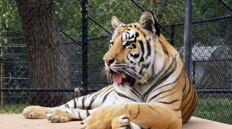 Sheila the Bengal tiger in her prime. (Noah’s Ark Animal Sanctuary)