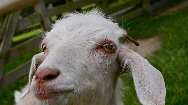 Goats are cute but they prefer some plants over others. CONTRIBUTED BY WALTER REEVES