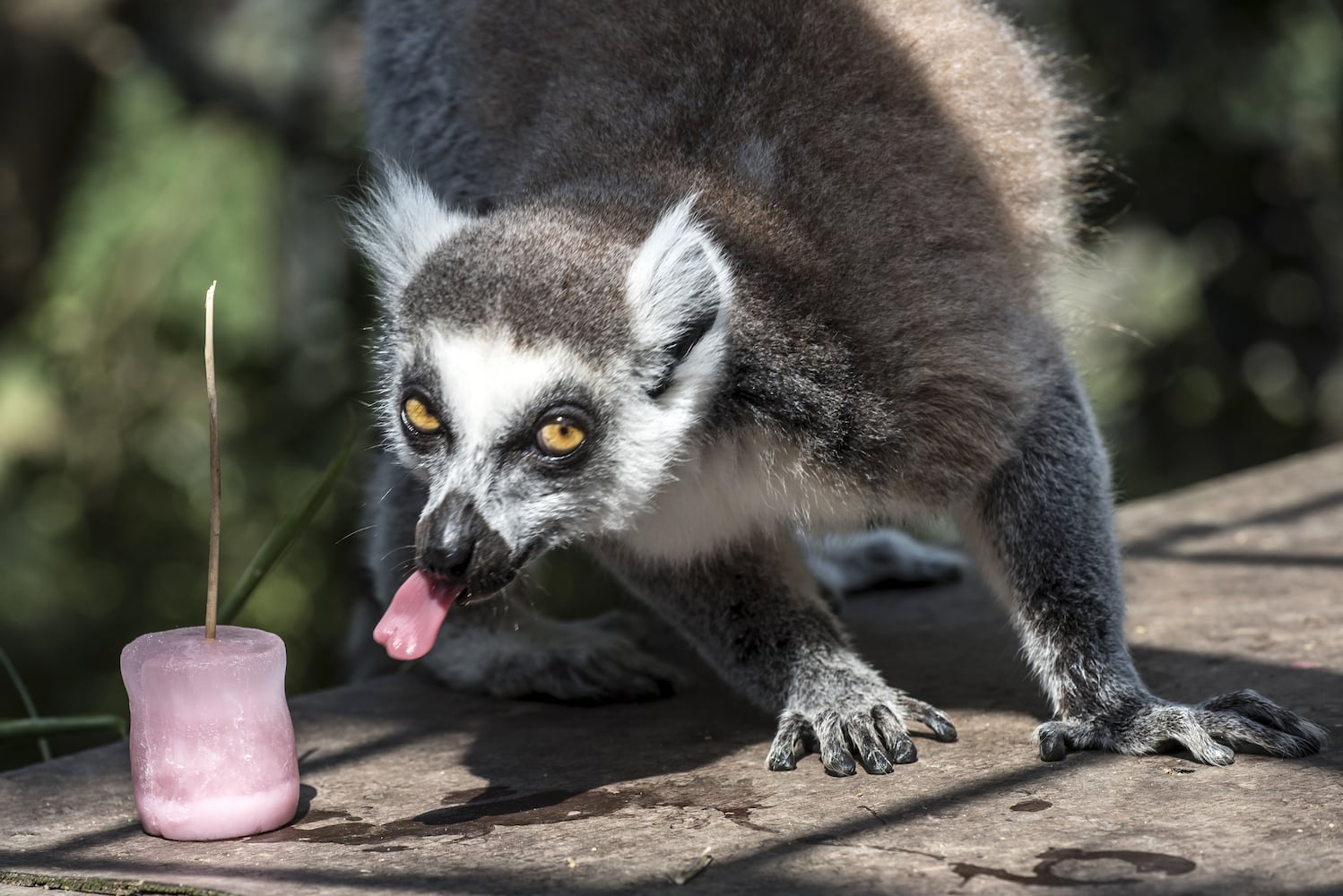 Summertime photos: Animals chill out at zoos