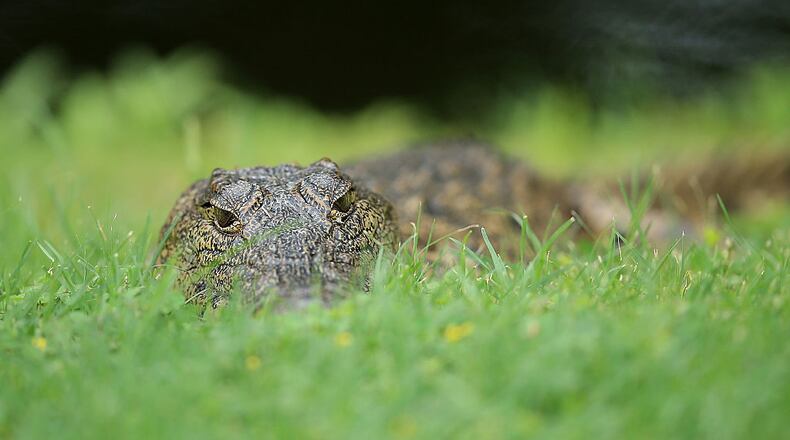 The Ohio Department of Natural Resources said it’s highly unlikely there are more crocodiles are in the West Alexandria area after one was captured Wednesday in a creek.