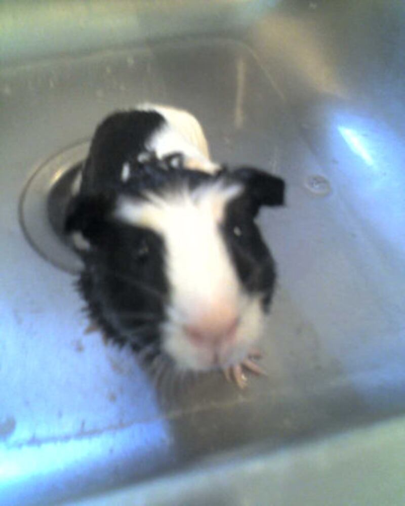 Bath time! Our pets get clean 2