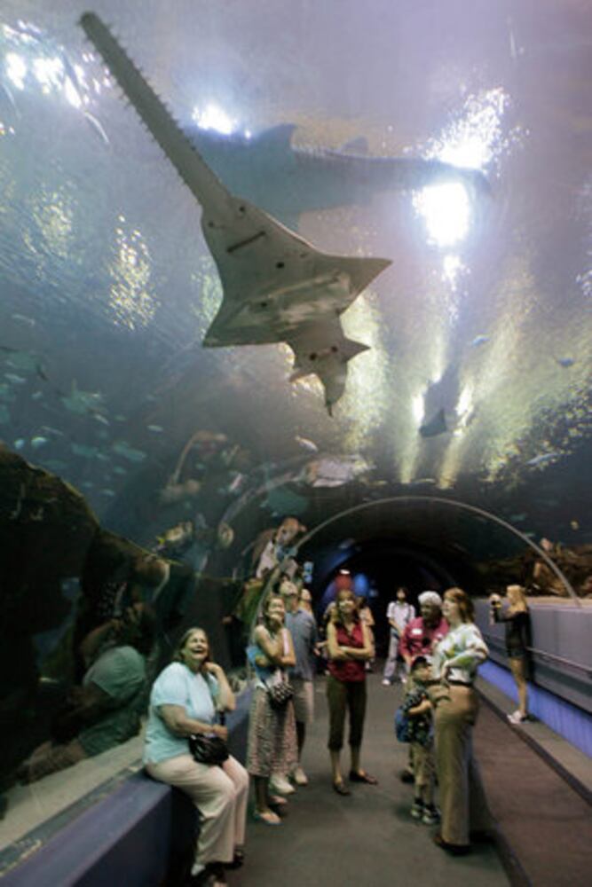 Georgia Aquarium Gets a New CEO