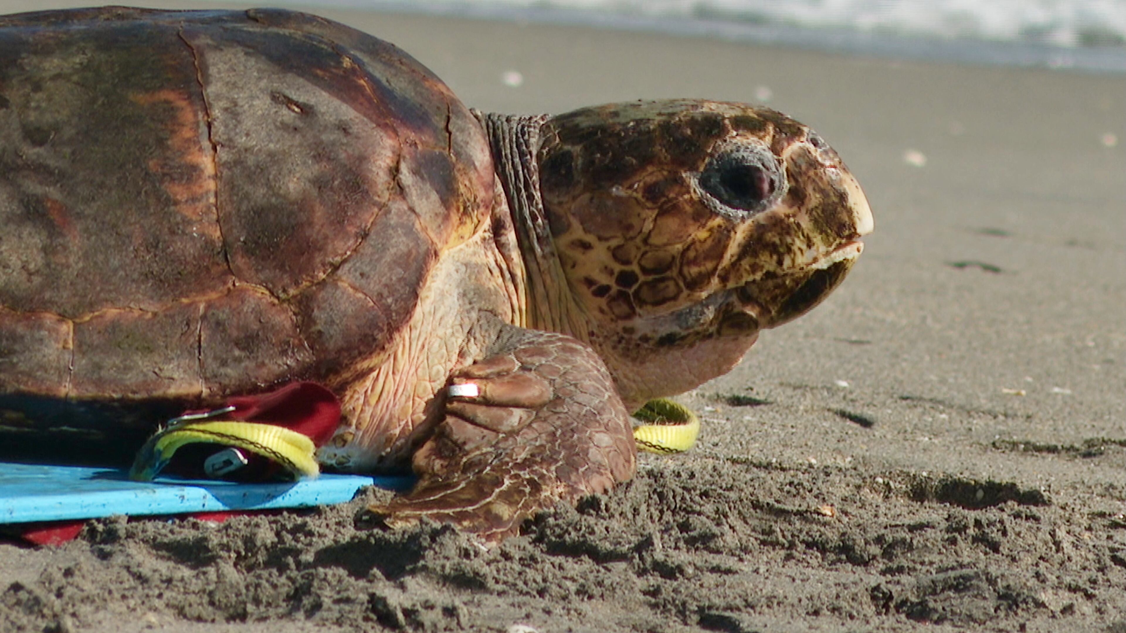 A loggerhead sea turtle named Swim Shady is seen crawling towards the ocean during a release on Monday, Nov. 3, 2025, in Juno Beach, Fla. (AP Photo/Cody Jackson)