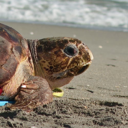 A loggerhead sea turtle named Swim Shady is seen crawling towards the ocean during a release on Monday, Nov. 3, 2025, in Juno Beach, Fla. (AP Photo/Cody Jackson)