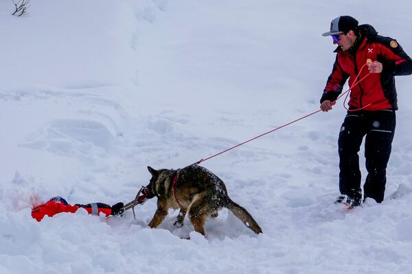 Avalanche dog Phoenix attends a training with the Italian National Alpine and Speleological Rescue Corps in Col Gallina, near Cortina D'Ampezzo, northern Italy, Tuesday, March 25, 2025. (AP Photo/Luca Bruno)