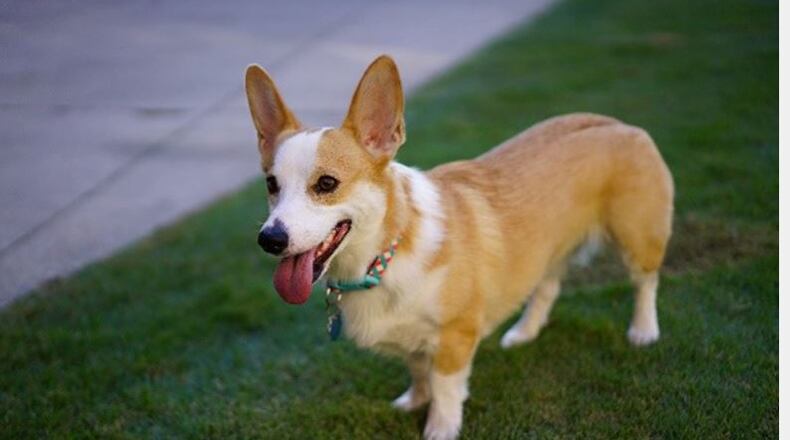 This Corgi is an approved emotional support animal owned by a Georgia Tech student. It took several months and medical recommendations to win approval to have the dog in Tech housing but more colleges are allowing students to bring support animals to college.
