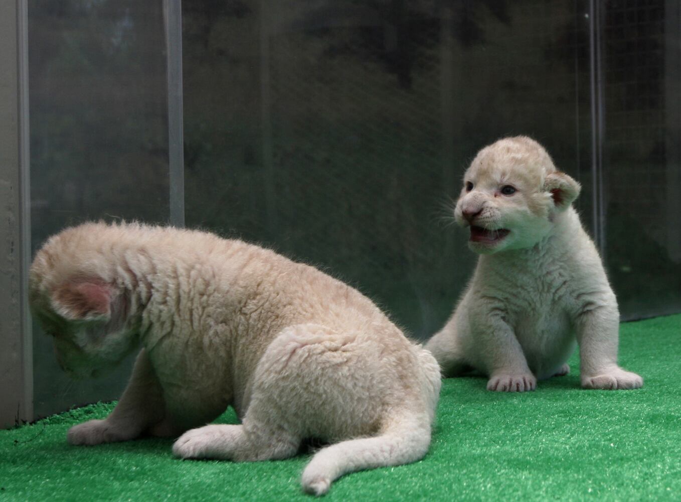 Seven Lion Cubs born At Himeji Central Park, Japan