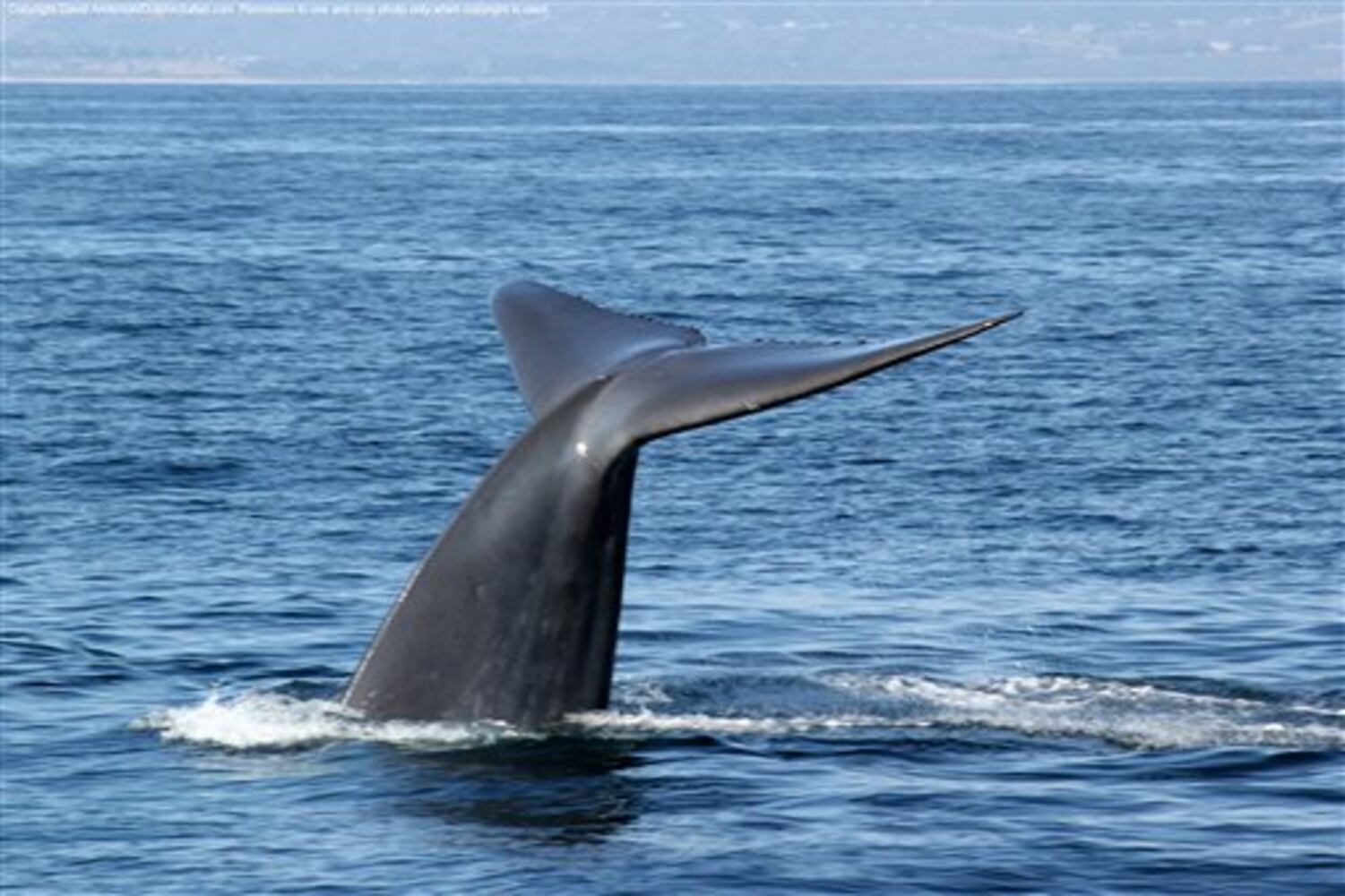 4 - Top 10 Wacky Animal Laws of 2014