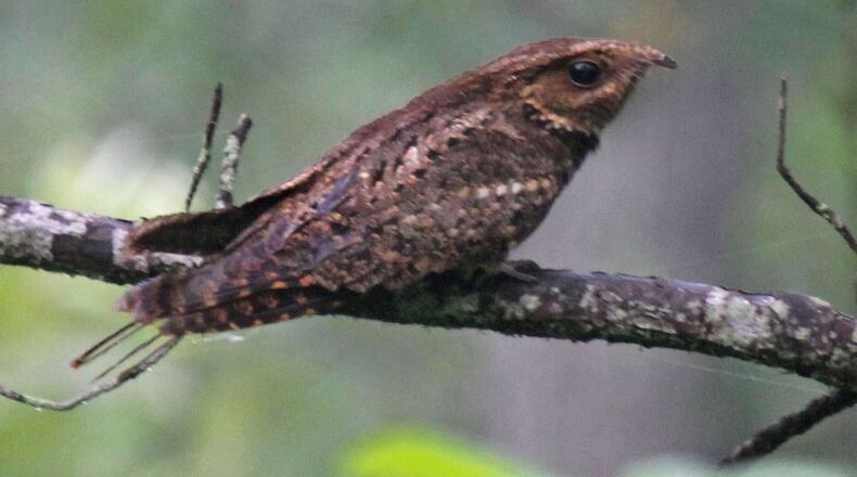 The plaintive call of the chuck-will's-widow (female shown here) is an iconic sound of a Southern summer night. The bird's population has been declining at alarming rates over the past several years. (Courtesy of Dick Daniels/Creative Commons)