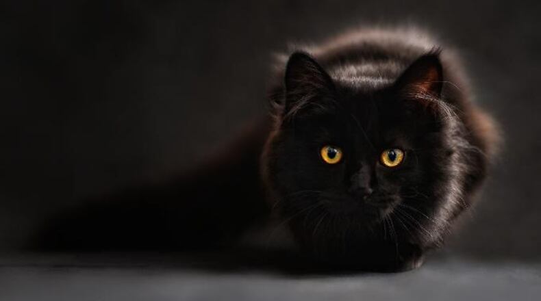File photo of a cat. Law enforcement officials are searching for the person or people responsible for killing and mutilating cats in Washington state.