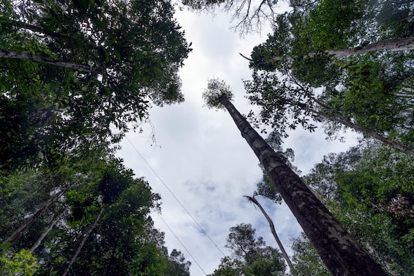 Sparse tree cover is visible in the area of the Esecaflor project made to mimic a drought in Caxiuana National Forest, Para state, Brazil, Thursday, March 20, 2025. (AP Photo/Jorge Saenz)