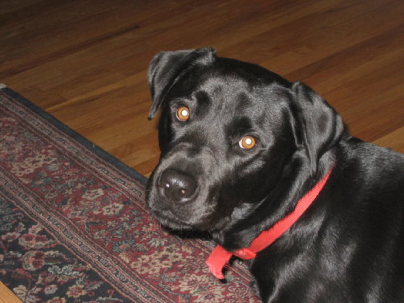 Atlanta's Top Dogs: Labrador Retrievers