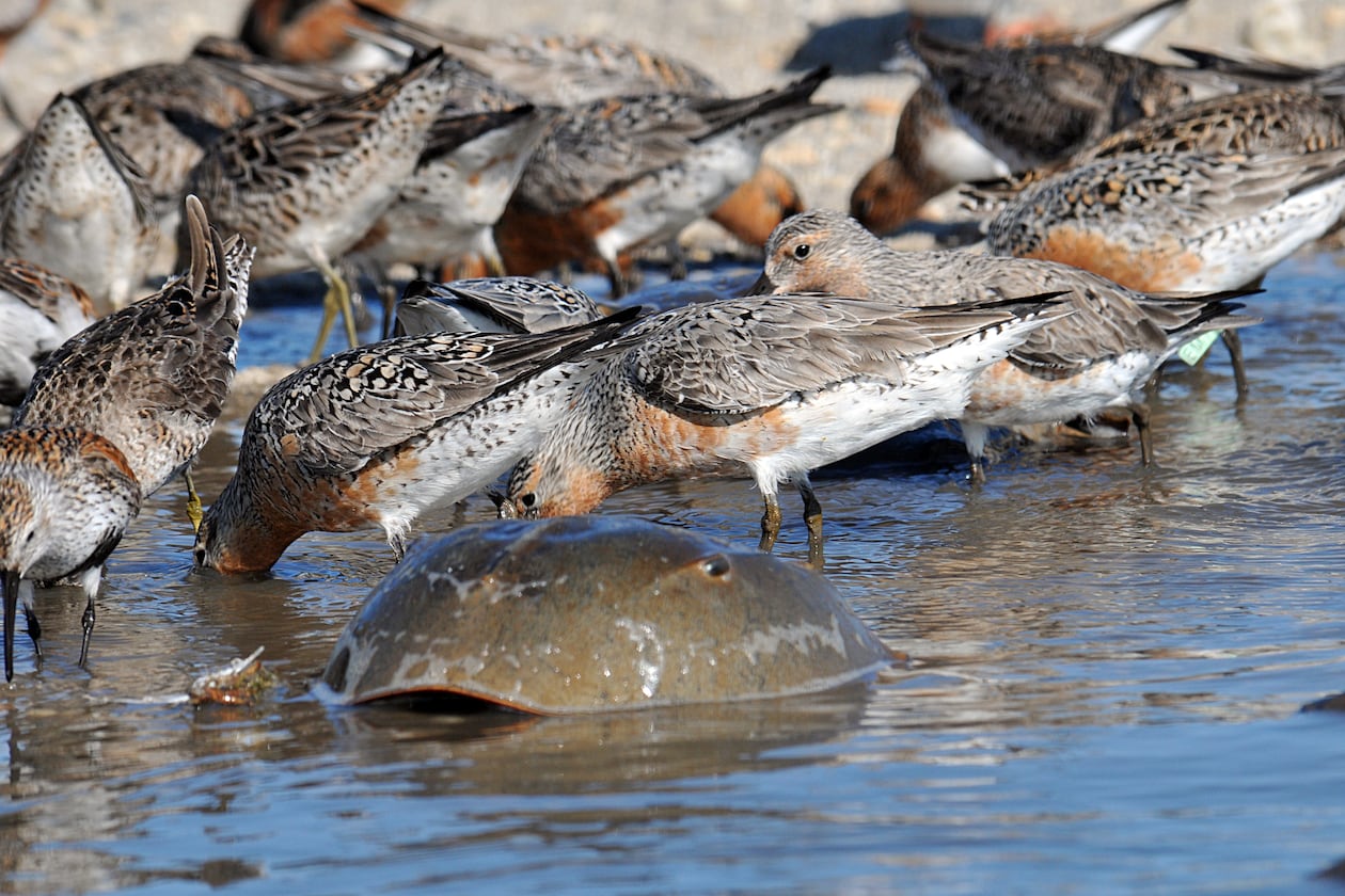 Migrating red knots, which spend the winter in South America,, gobble up horseshoe crab eggs on Georgia beaches in May. The eggs provide energy for the birds to continue their migration to nesting grounds in the Arctic. (Gregory Breesel/USFWS/Public Domain/Wikipedia Commons.)