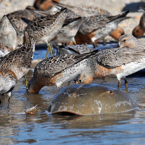 Migrating red knots, which spend the winter in South America,, gobble up horseshoe crab eggs on Georgia beaches in May. The eggs provide energy for the birds to continue their migration to nesting grounds in the Arctic. (Gregory Breesel/USFWS/Public Domain/Wikipedia Commons.)