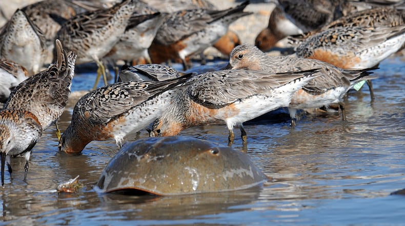 Migrating red knots, which spend the winter in South America,, gobble up horseshoe crab eggs on Georgia beaches in May. The eggs provide energy for the birds to continue their migration to nesting grounds in the Arctic. (Gregory Breesel/USFWS/Public Domain/Wikipedia Commons.)