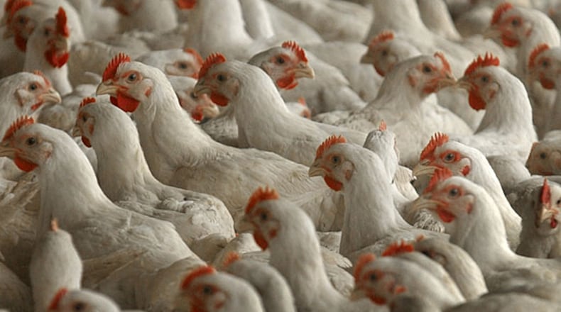 Bird flu, the H5N1 strain of Highly Pathogenic Avian Influenza, has ravaged wild birds, commercial poultry and some mammal species for more than two years across the U.S. during an unprecedented outbreak. (AJC File)