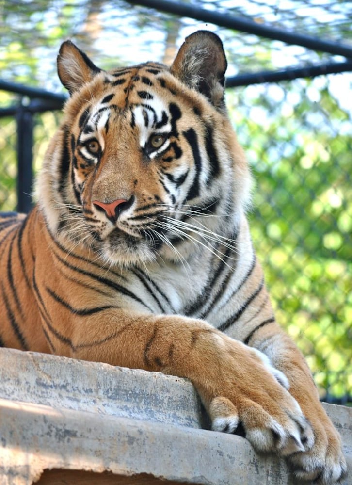 Noah's Ark Sanctuary