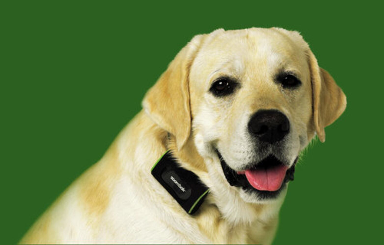 Stylish gear for dogs and cats