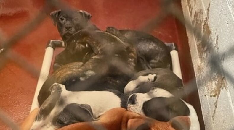 Animal advocates in Atlanta say it is time to address the root problem of animal overpopulation: unregulated backyard breeders. Credit: ETC Georgia