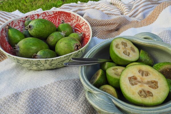 Feijoas is seen outside a house in Wellington, New Zealand, Monday, May 12, 2025. (AP Photo/Charlotte Graham-McLay)
