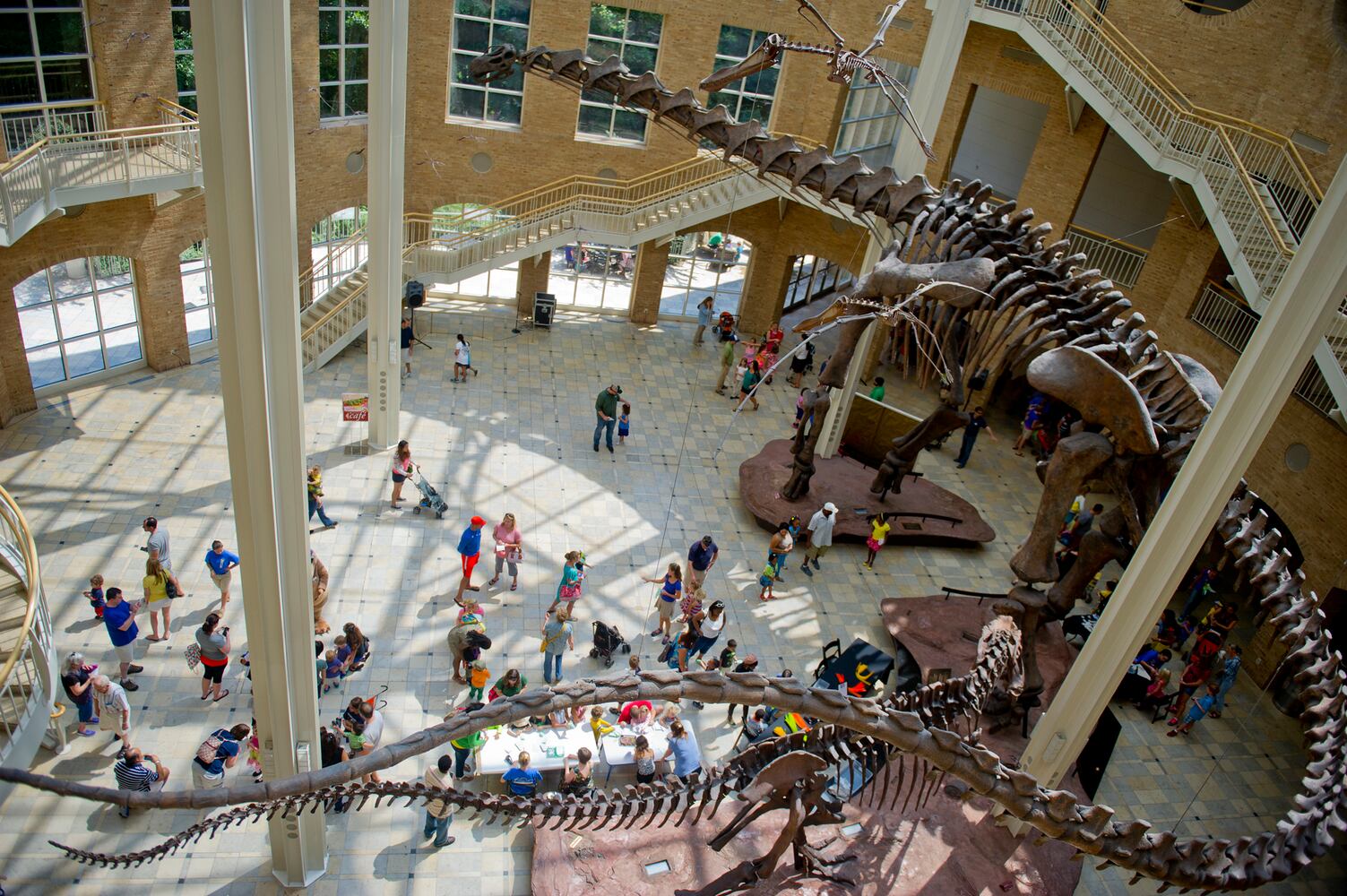 Giants of the Mesozoic at the Fernbank Museum