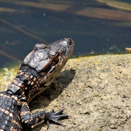 Thousands of baby alligators like this one are hatching out during August in the Okefenokee Swamp and other south Georgia wetlands. (Photo: Ianare Sevi/Creative Commons Share Alike 3.0 Unported)