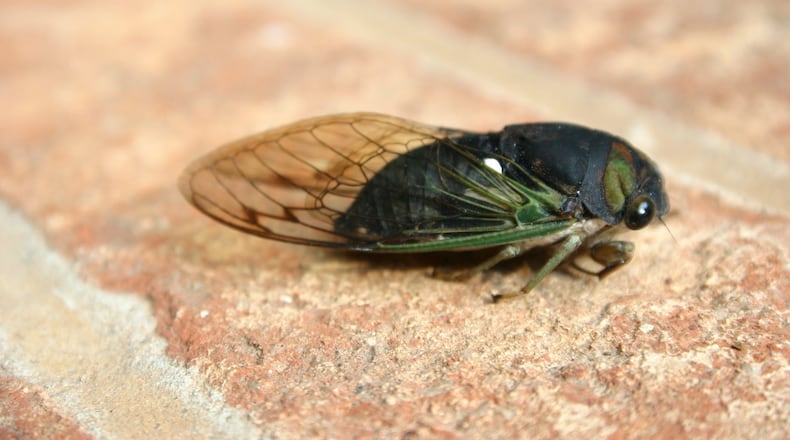 Dog-day cicadas have dark eyes and green wing veins. PHOTO CREDIT: Walter Reeves