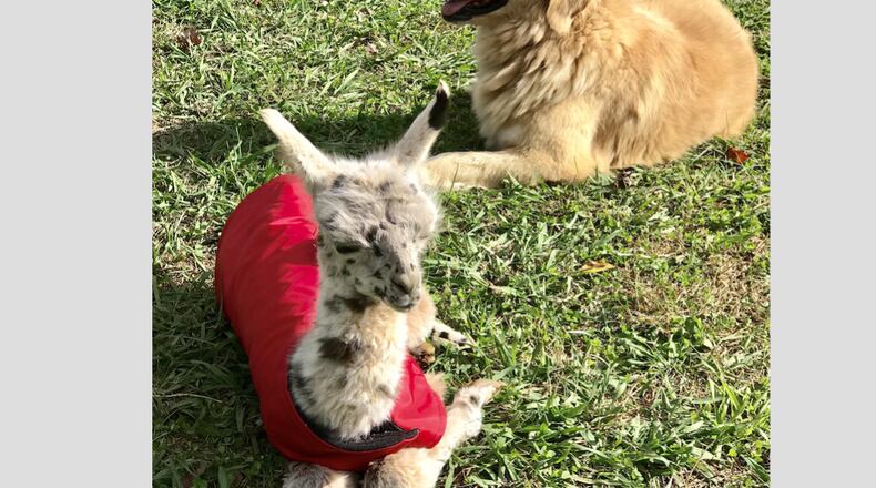 Tricycle the golden retriever and baby Macchiato the llama enjoy the sunshine. Photos: Courtesy of Lester Aradi
