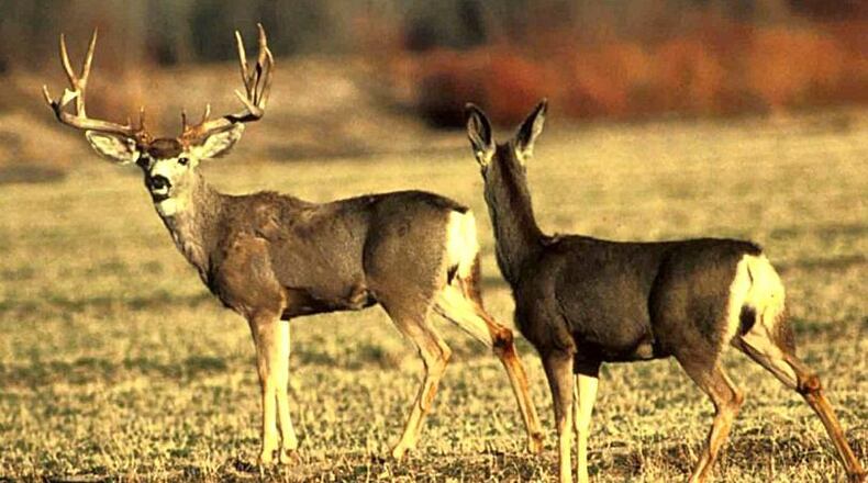 The practice of hunting deer over bait could soon expand in Georgia. AP file.