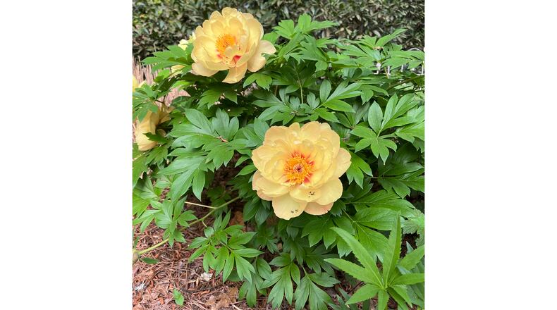 Peonies flower with little maintenance for several years, but in clay soil, the roots can get crowded, resulting in fewer blooms.
(Courtesy of Cathy Godwin)