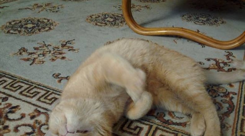 Columnist Lorraine Murray worried when she learned her new cat, Mr. Fuzziwuz, would need eye surgery but realized that you can’t micromanage when you surrender a problem to God. CONTRIBUTED