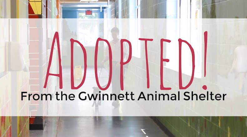 The Gwinnett Animal Shelter is hosting Adopt a Less-Adoptable-Pet Month. Courtesy Gwinnett Animal Shelter