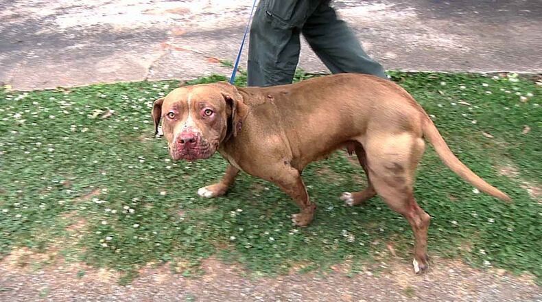 The pit bull was burned when her doghouse was set on fire. (Credit: Channel 2 Action News)