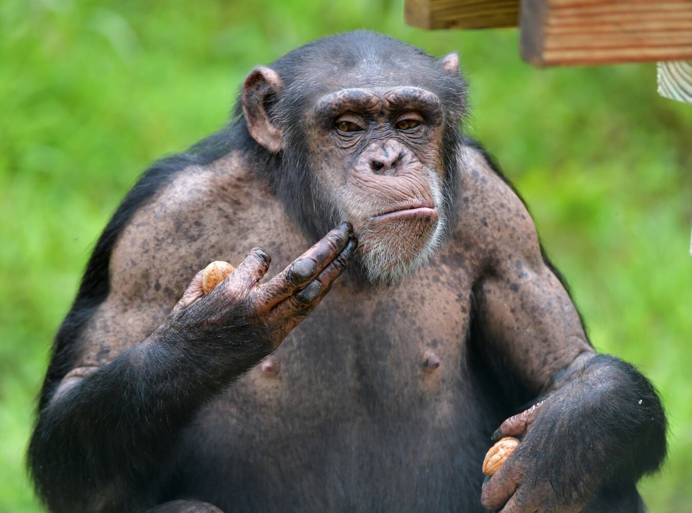 Project Chimps offers new life for research animals
