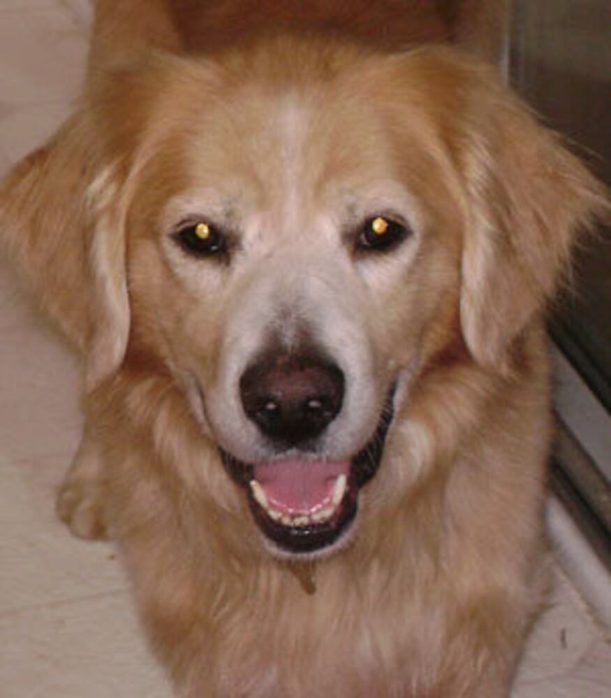 Atlanta's Top Dogs: 2. Golden Retrievers