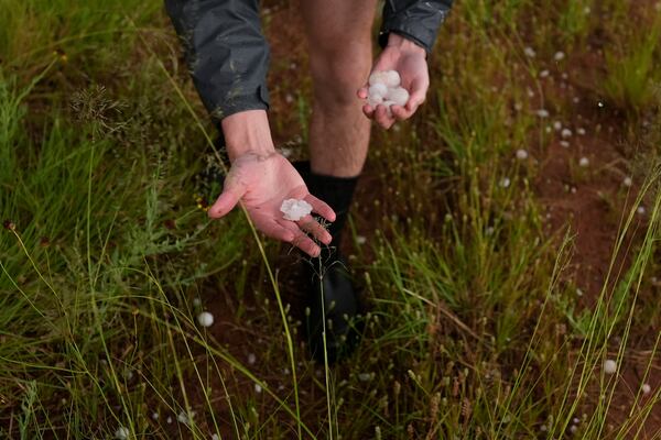Tony Illenden, a member of Northern Illinois University's Husky Hail Hunter team, picks up hail during a Project ICECHIP operation Friday, June 6, 2025, near Morton, Texas. (AP Photo/Carolyn Kaster)