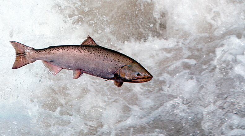 A Chinook salmon leaps through water.