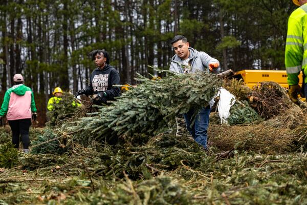 Volunteers haul trees during Gwinnett Clean & Beautiful's Bring One for the Chipper event in January 2024. Courtesy of Gwinnett County