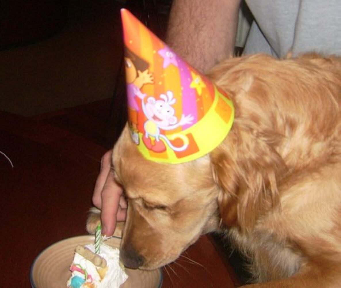 Atlanta's Top Dogs: 2. Golden Retrievers